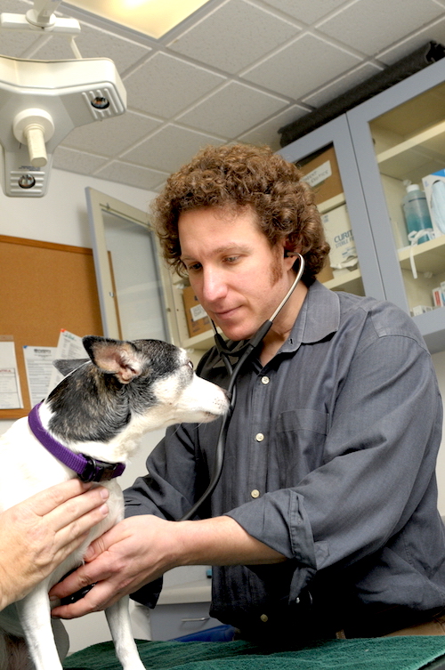Holistic Veterinary Care Shares Tips to Promote Pet Health And Reduce